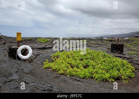 De grandes parcelles scaevola sencea croissant sur la pierre de lave dans le Parc National des Volcans. Banque D'Images