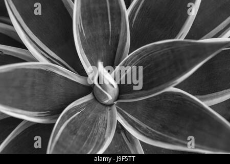 Gros plan sur une usine d'agave en noir et blanc. Banque D'Images