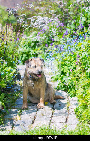 Border Terrier dans un jardin ensoleillé Banque D'Images