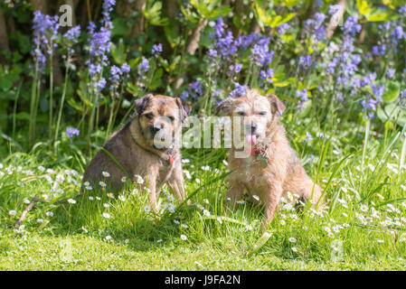 Dog sticking out tongue Banque D'Images