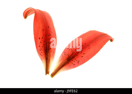 A proximité, présent, belle, beauteously, nice, feuille, macro, close-up, macro Banque D'Images