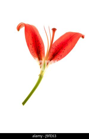 A proximité, présent, belle, beauteously, nice, feuille, macro, close-up, macro Banque D'Images