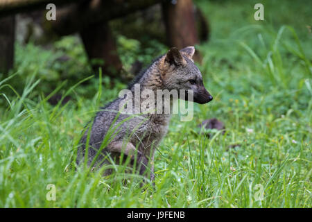 Manger du crabe fox en Colombie se reposant dans l'herbe Banque D'Images