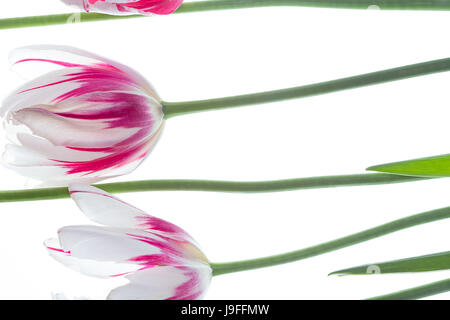 Tulipes rouges et blanches sur fond translucide Banque D'Images