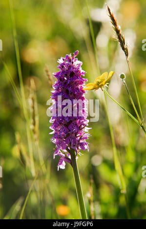 Purple spotted Orchid croissant sur un pré à West Sussex Banque D'Images