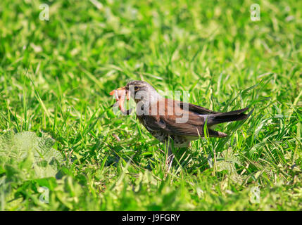 Blackbird oiseaux recueillis sur un pré vert rose bec plein de vers pour les poussins Banque D'Images