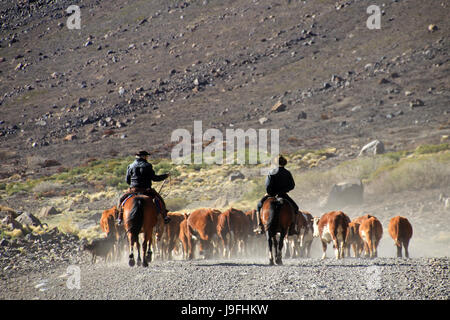 Cowboys argentins, le soi-disant gauchos avec leur troupeau de vaches en Patagonie, Argentine. Ils ont appelé au Chili et huaso à la même Banque D'Images