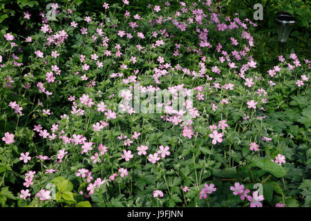 Géranium sanguin Geranium sanguineum en fleurs fleurs Banque D'Images