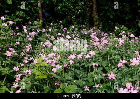 Géranium sanguin Geranium sanguineum en fleurs fleurs Banque D'Images