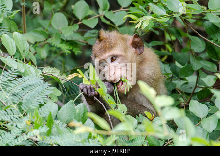 Un crabe juvénile-eating macaque (Macaca fascicularis) ou alimentation macaque à longue queue dans le parc près des villages en Thaïlande Banque D'Images