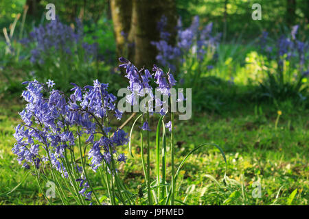 Bluebells sous le soleil du soir Banque D'Images