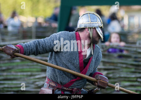 Herigeas Hundus ou chiens de guerre, un groupe de reconstitution de Saxon, faire preuve d'épée et le bouclier à la lutte contre le Festival de Beltain à Butser Ancient Farm Banque D'Images