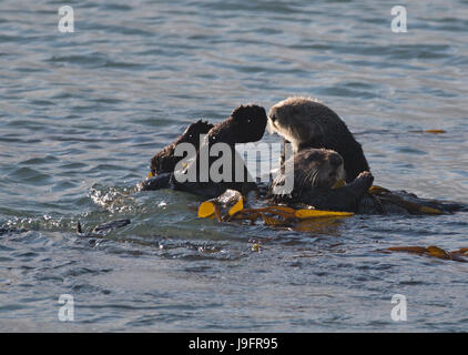 Les loutres de mer dans la région de Morro Bay, sur la côte centrale de Californie USA Banque D'Images