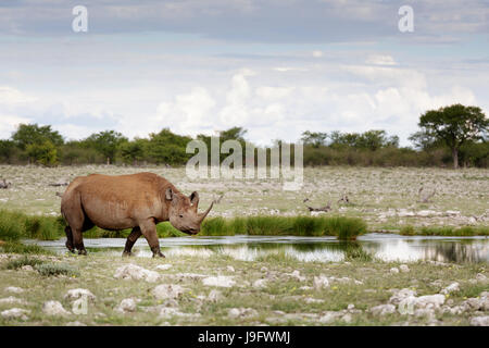 Rhino par un trou d'eau permanent, Etosha NP, Namibia. Banque D'Images