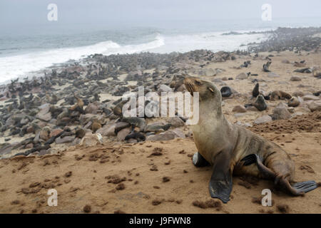 Colonie de phoques à fourrure marron à Cape Cross, la Namibie. Banque D'Images