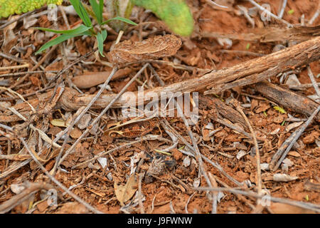 Un Rhachitopis dans le sud de sauterelle savane africaine Banque D'Images