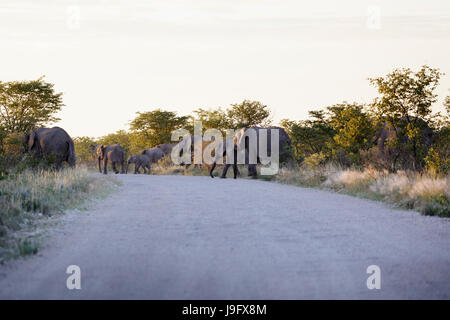 Un troupeau d'éléphants traversant la rue, des mères et des mollets, dans le parc d'Etosha, Namibie. Banque D'Images
