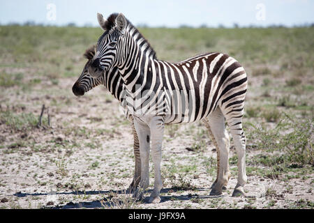 Deux zèbres debout à Savannah dans le parc d'Etosha, Namibie NP. Banque D'Images