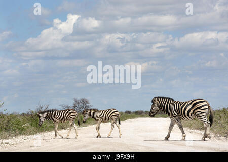 Les zèbres traversent la route dans le parc d'Etosha, Namibie NP. Banque D'Images