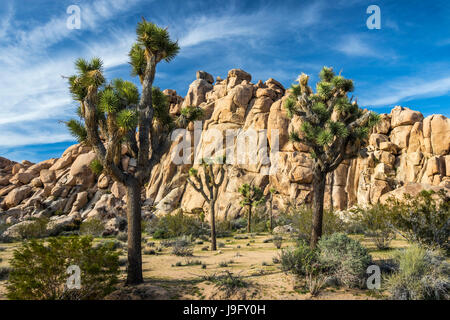 Les roches Jumbo dans Joshua Tree National Park, Californie, USA. Banque D'Images