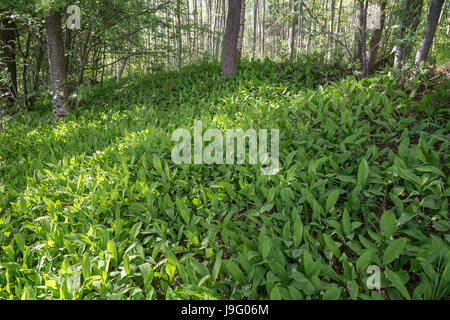 Sol plein de fleurs de muguet (Convallaria majalis) dans une forêt en Finlande en été. Banque D'Images