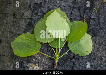 Close-up of aspen's (également connu sous le nom de common tremble, tremble, tremble de l'eurasienne ou tremble (Populus tremula)) des feuilles humides sur le dessus d'un tronc d'arbre. Banque D'Images