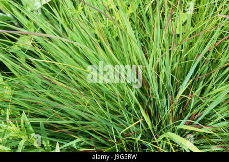 Un buisson d'herbe verte avec de longues feuilles fines sur une journée ensoleillée Banque D'Images