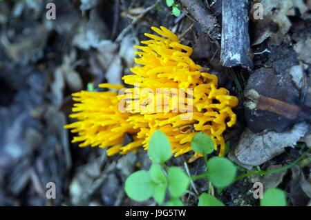 Koralloides Hericium champignons couleur jaune vif poussant dans la forêt Banque D'Images