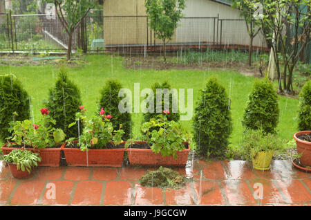 Pluie tombant dans un jardin sur les pots de fleurs et d'une pelouse Banque D'Images