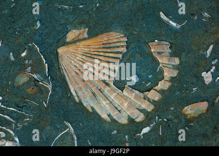 Des fossiles de coquillages, Fogarty Creek State Park, Lincoln City, Oregon Banque D'Images