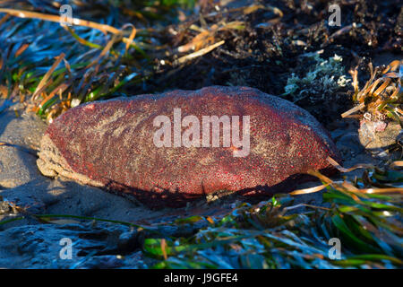 Chiton, Marine Gardens State Park, New York Banque D'Images