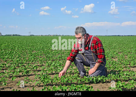 Farmer le contrôle de la croissance des plants de soja dans son domaine. Banque D'Images