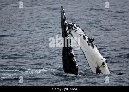 Une baleine à bosse surfaces dans Résurrection Bay au Kenai Fjords National Park près de Seward, en Alaska. Banque D'Images