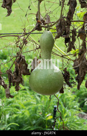 Seul Lagenaria siceraria gourde bouteille croissant sur la vigne dans un jardin. Aussi connu sous le nom de gourde bouteille Calabash, White-Flowered Gourd, Opo squash, Long m Banque D'Images