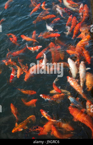 Koi de poissons d'ornement dans un étang à l'historique de la citadelle de Hue (cité impériale), la teinte, la côte centrale du nord du Vietnam, Banque D'Images