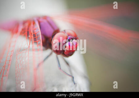 Belle photo macro d'une couleur pourpre Trithemis aurora libellule mâle communément appelé le marais rouge planeur. Close-up détail agrandi Banque D'Images