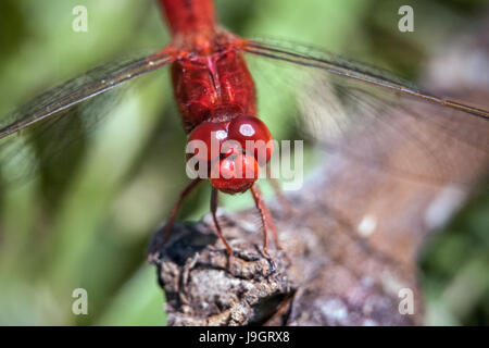 De couleur rouge vif Crocothemis servilia dragonfly communément connue sous le nom de Scarlet Skimmer au repos et à la recherche de nourriture ! Banque D'Images