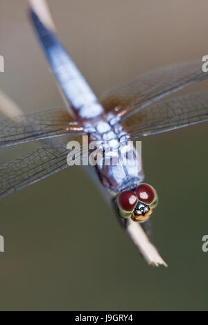 La macro photographie et magnifiquement vue aérienne détaillée Dasher bleu libellule (B.chalybea) aussi connu comme le Rufous-Backed Busard perché sur une branche Banque D'Images