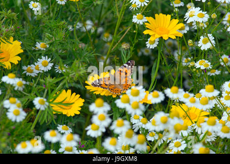 Papillon belle dame Cynthia cardui sur le maïs Marigold Chrysanthemum segetum et camomille. Chrysanthemum parthenium Banque D'Images