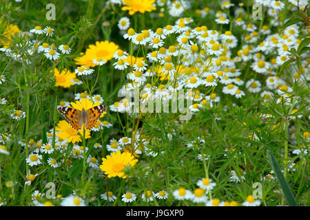 Papillon belle dame Cynthia cardui sur le maïs Marigold Chrysanthemum segetum et camomille. Chrysanthemum parthenium Banque D'Images