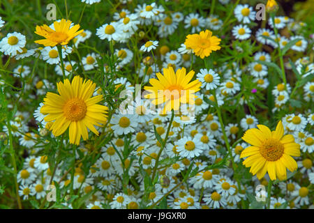 Chrysanthemum segetum Marigold de maïs et de camomille. Chrysanthemum parthenium Banque D'Images