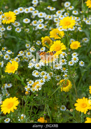 Papillon belle dame Cynthia cardui sur le maïs Marigold Chrysanthemum segetum et camomille. Chrysanthemum parthenium Banque D'Images