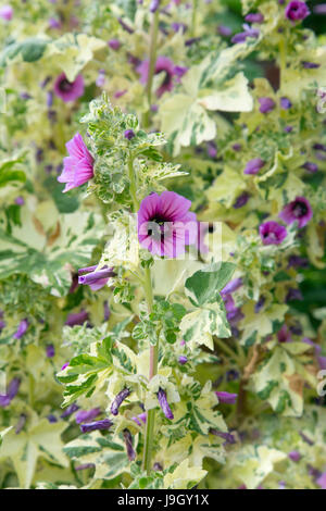 'Variegata' Lavatera arborea Banque D'Images