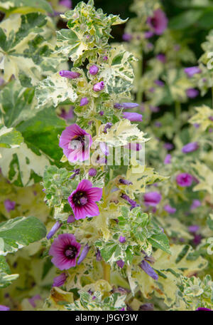 'Variegata' Lavatera arborea Banque D'Images