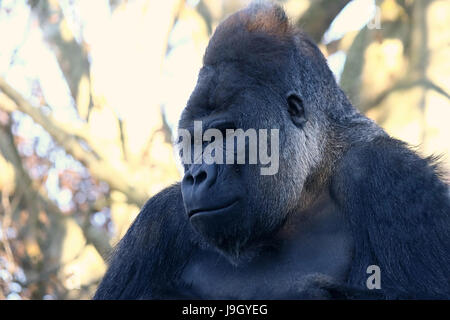 Portrait Portrait d'un mâle alpha pensif silverback Gorille de plaine de l'Ouest Banque D'Images