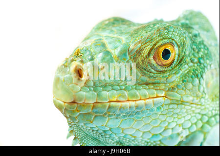 Un iguane vert lézard reptile .museau libre Banque D'Images