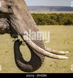 Belle faune Africaine Banque D'Images