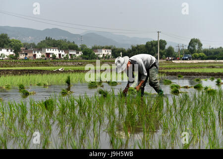 Taiyuan, la province de Shanxi. 2 juin, 2017. Les greffes d'un agriculteur des plants de riz dans les champs de Dasi Village de Taiyuan City, capitale du nord La province de Shanxi, le 2 juin 2017. Credit : Zhan Yan/Xinhua/Alamy Live News Banque D'Images