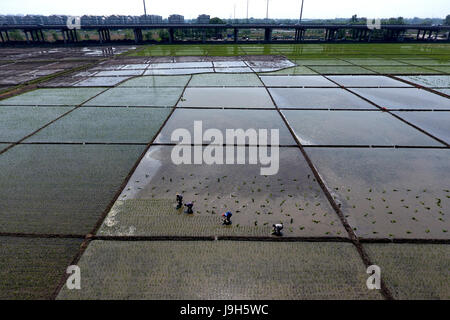 Taiyuan, la province de Shanxi. 2 juin, 2017. La transplantation des plants de riz aux agriculteurs dans les domaines de Dasi Village de Taiyuan City, capitale du nord La province de Shanxi, le 2 juin 2017. Credit : Zhan Yan/Xinhua/Alamy Live News Banque D'Images