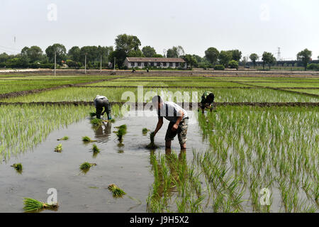 Taiyuan, la province de Shanxi. 2 juin, 2017. La transplantation des plants de riz aux agriculteurs dans les domaines de Dasi Village de Taiyuan City, capitale du nord La province de Shanxi, le 2 juin 2017. Credit : Zhan Yan/Xinhua/Alamy Live News Banque D'Images